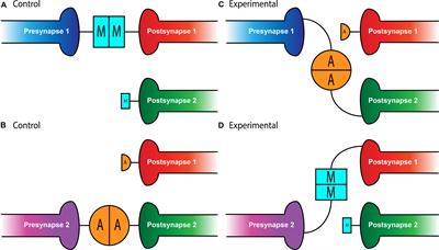 The Tenets of Teneurin: Conserved Mechanisms Regulate Diverse Developmental Processes in the Drosophila Nervous System